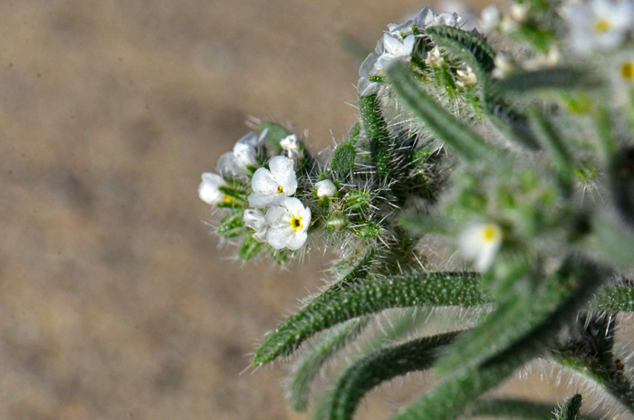 Gander's Cryptantha is named in honor of Frank Forest Gander (1899-1976); American botanist and zoologist in San Diego, California. Cryptantha ganderi